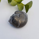  Goniatite, Clymenia, Bivalvia Fossil | Natural Fossilized Pyritized in Host Rock | Fammenian - Devonian | Kowala Formation, Poland | SO24 8