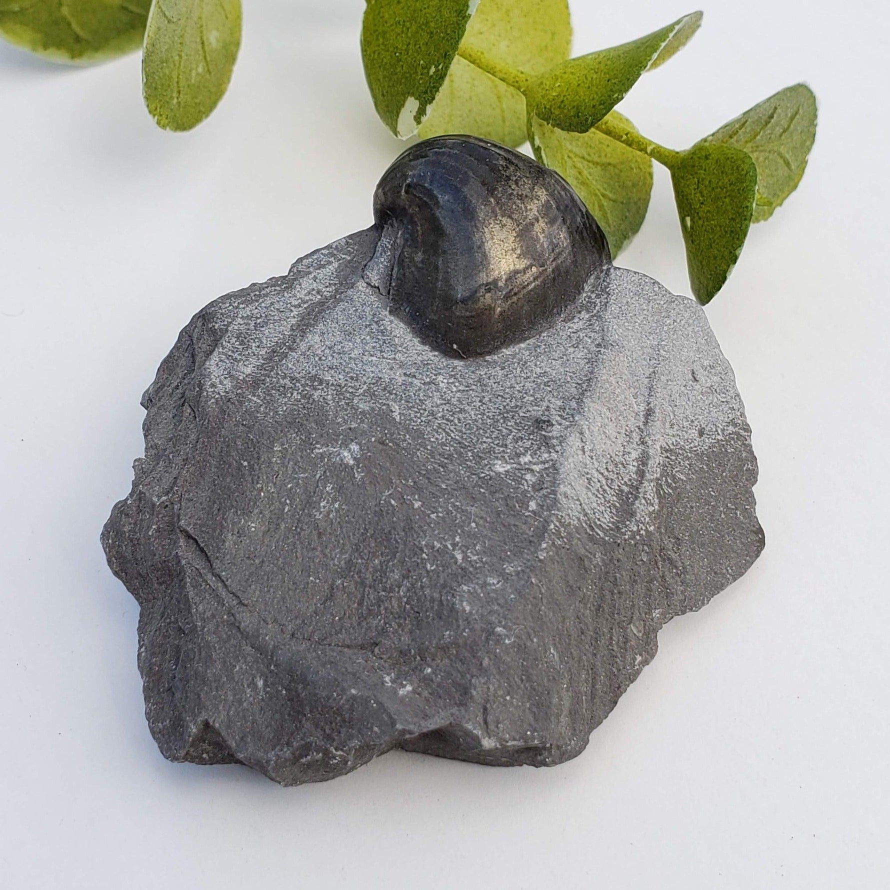  Goniatite, Clymenia, Bivalvia Fossil | Natural Fossilized Pyritized in Host Rock | Fammenian - Devonian | Kowala Formation, Poland | SO24 9