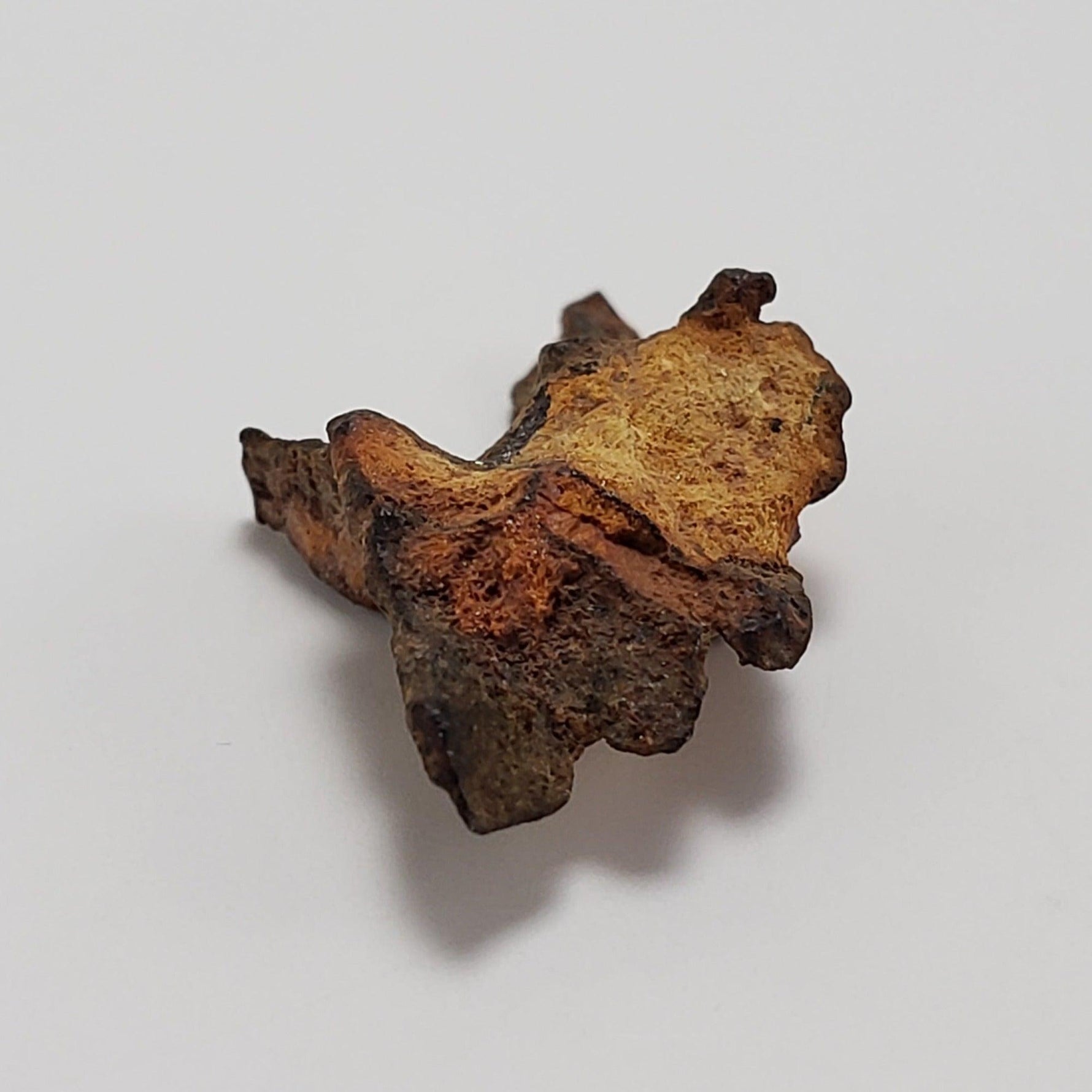  Imilac Meteorite | 1.2 Grams | Individual | Pallasite Stony Iron | Rare 1822 | Chile SO24 6