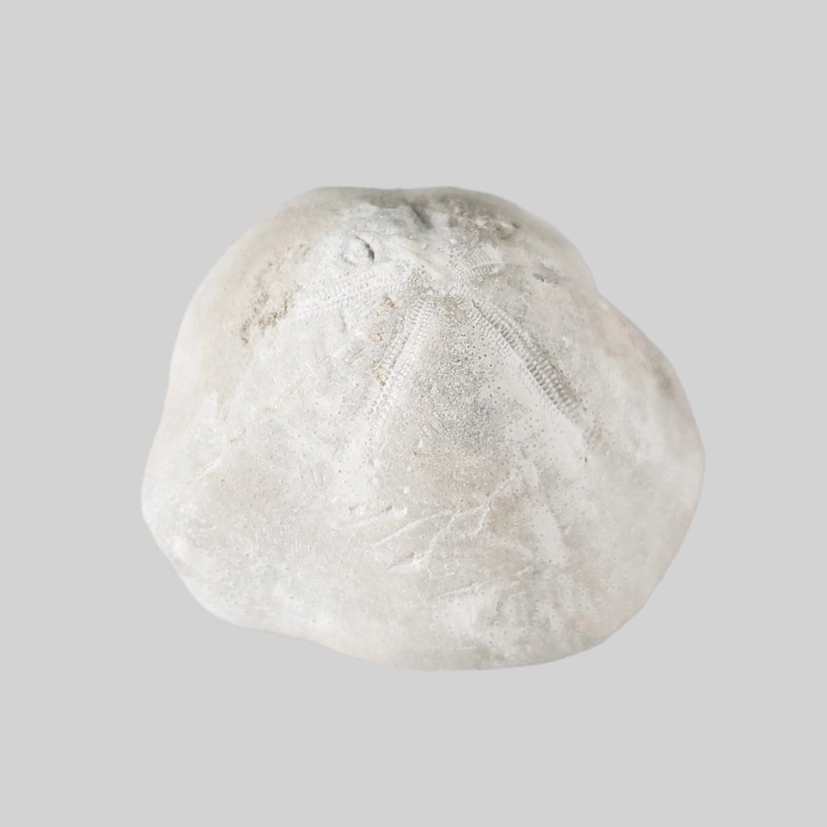  Micraster Echinoid Fossil | Natural Fossilized | Late Cretaceous Campanian | 147.5 gr | Rzezusnia, Poland 2