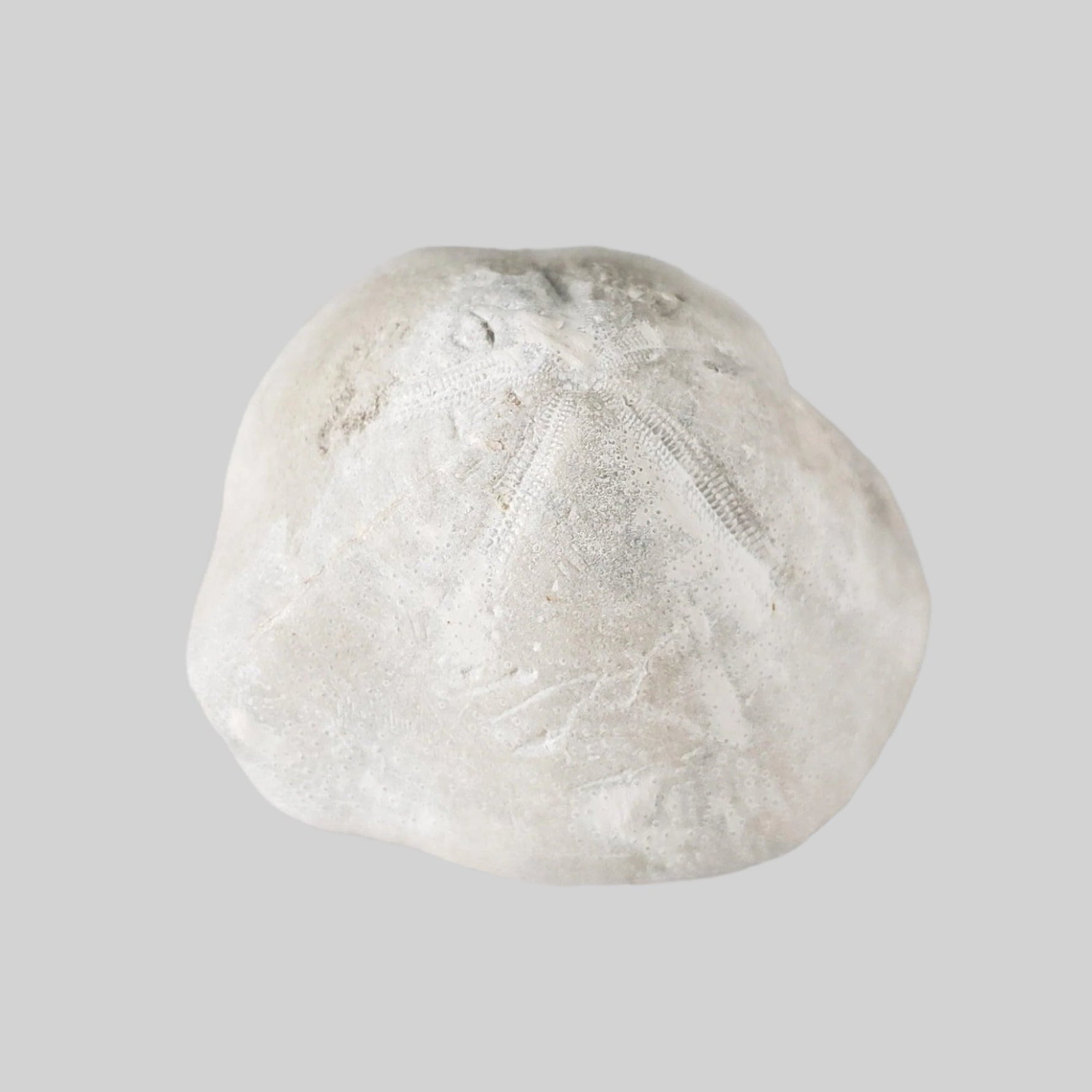  Micraster Echinoid Fossil | Natural Fossilized | Late Cretaceous Campanian | 147.5 gr | Rzezusnia, Poland 2