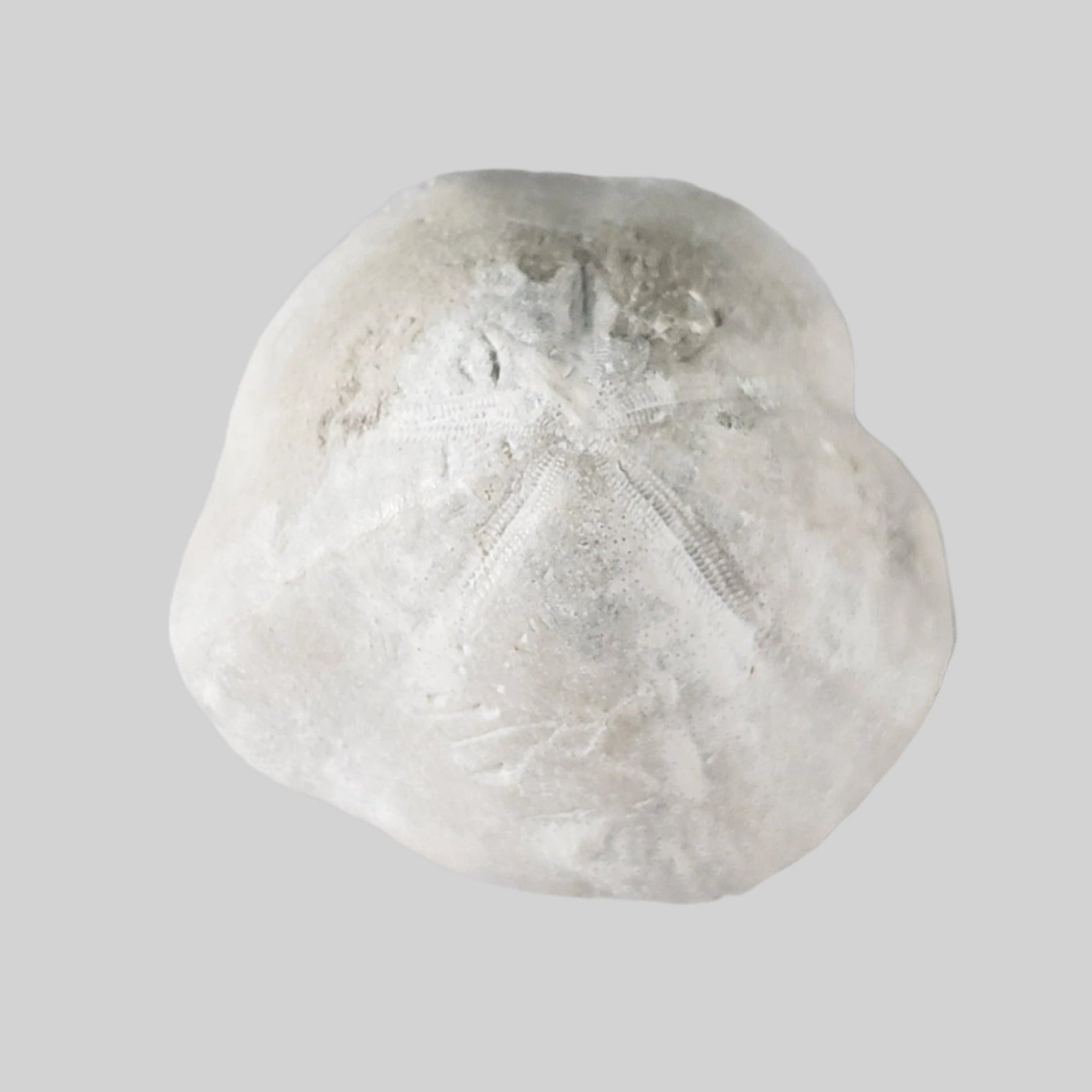  Micraster Echinoid Fossil | Natural Fossilized | Late Cretaceous Campanian | 147.5 gr | Rzezusnia, Poland 3