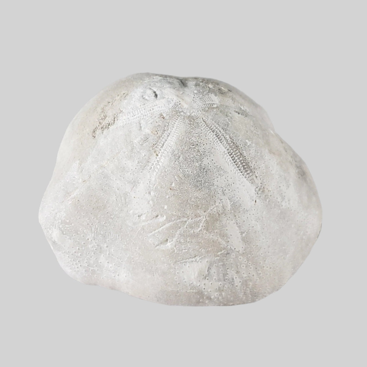  Micraster Echinoid Fossil | Natural Fossilized | Late Cretaceous Campanian | 147.5 gr | Rzezusnia, Poland 4