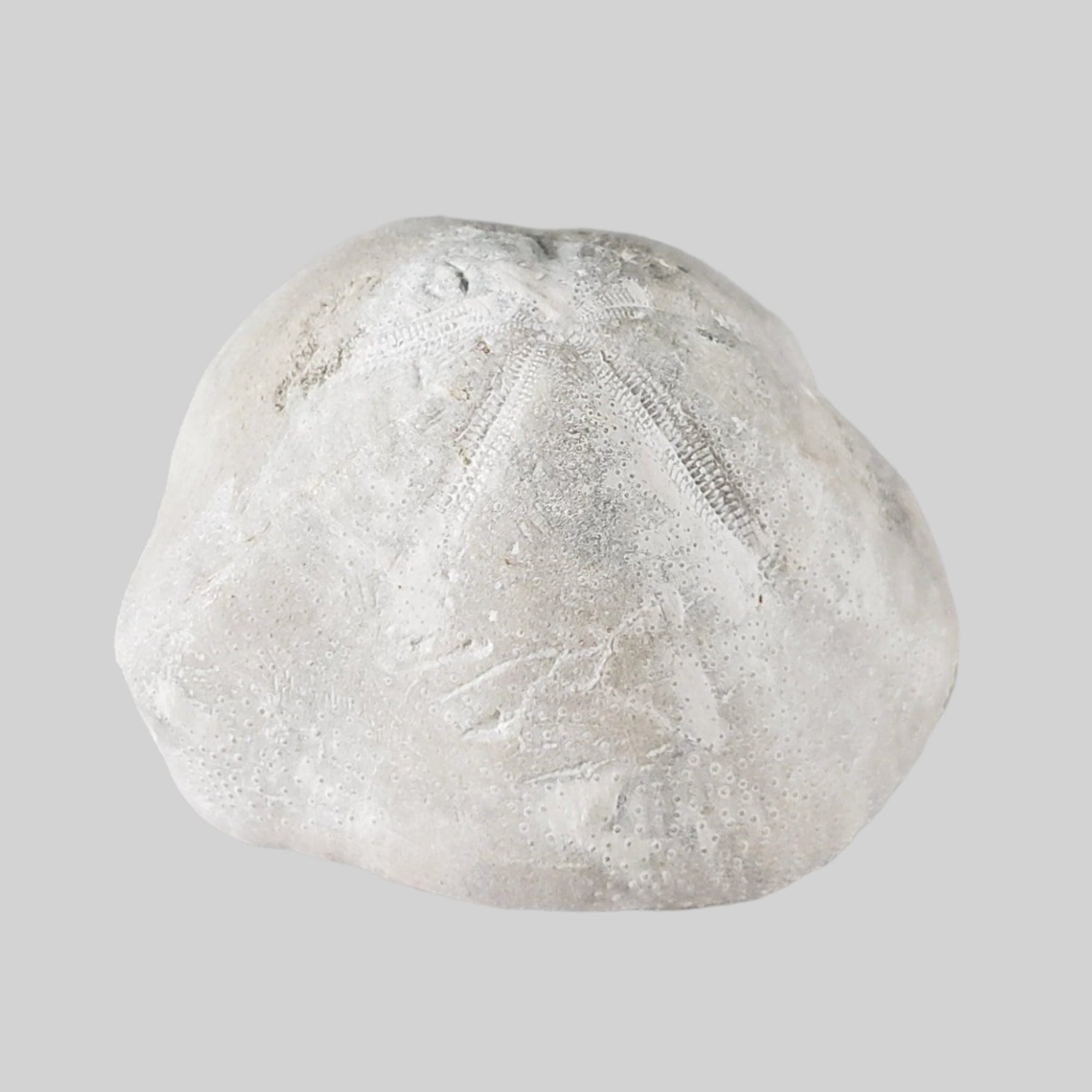  Micraster Echinoid Fossil | Natural Fossilized | Late Cretaceous Campanian | 147.5 gr | Rzezusnia, Poland 4