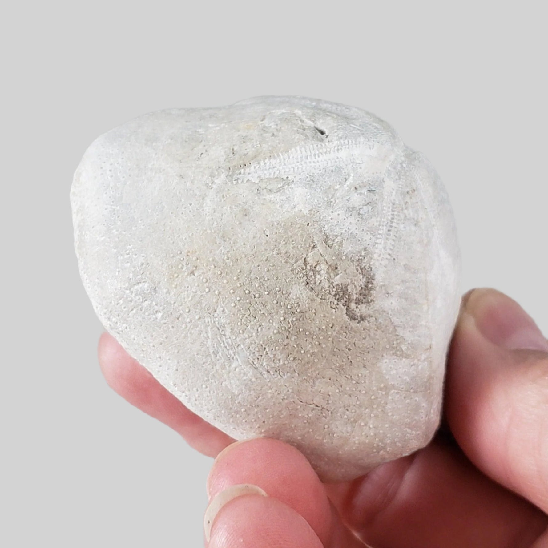  Micraster Echinoid Fossil | Natural Fossilized | Late Cretaceous Campanian | 147.5 gr | Rzezusnia, Poland 1