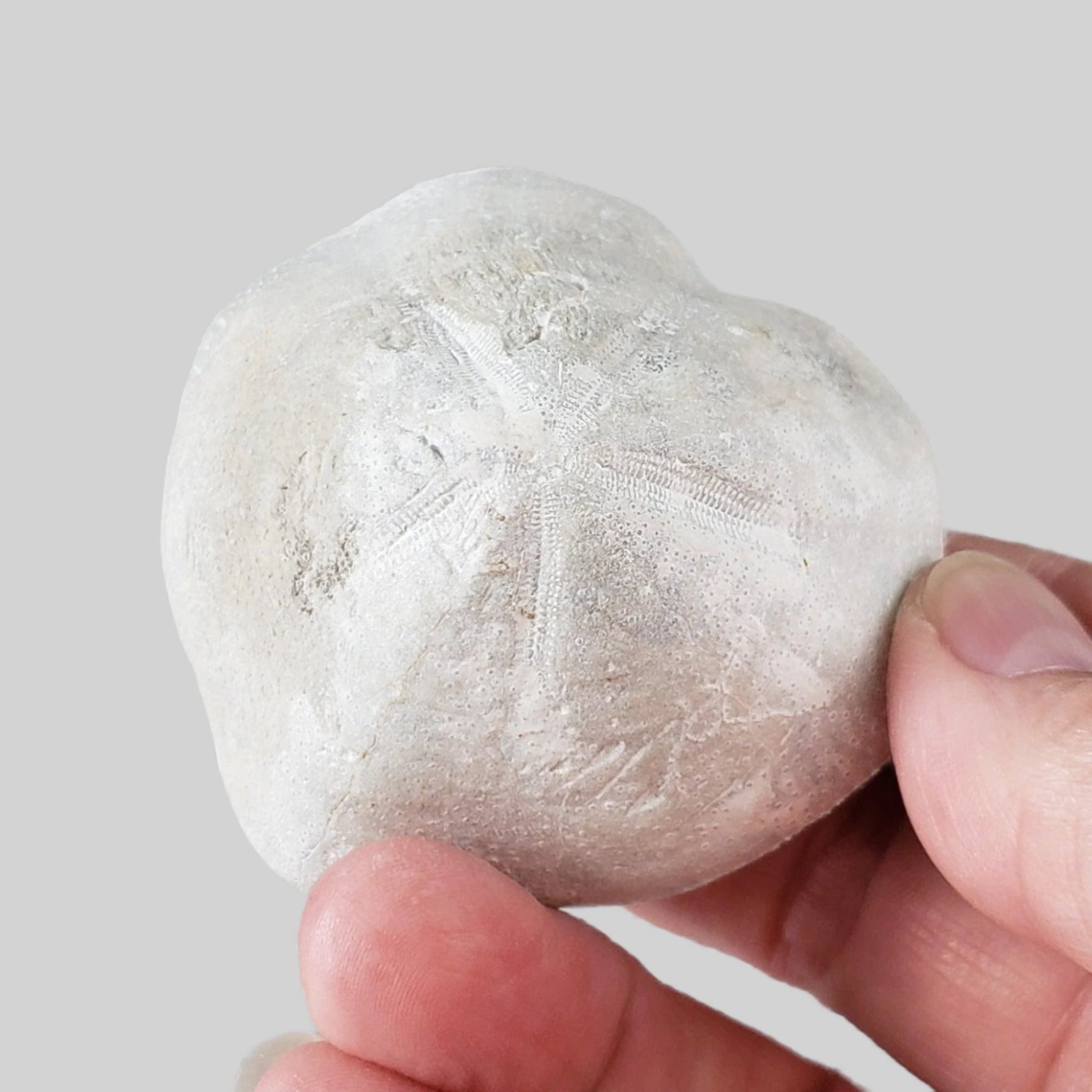  Micraster Echinoid Fossil | Natural Fossilized | Late Cretaceous Campanian | 147.5 gr | Rzezusnia, Poland 