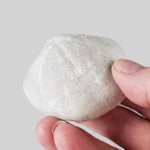  Micraster Echinoid Fossil | Natural Fossilized | Late Cretaceous Campanian | 147.5 gr | Rzezusnia, Poland 5