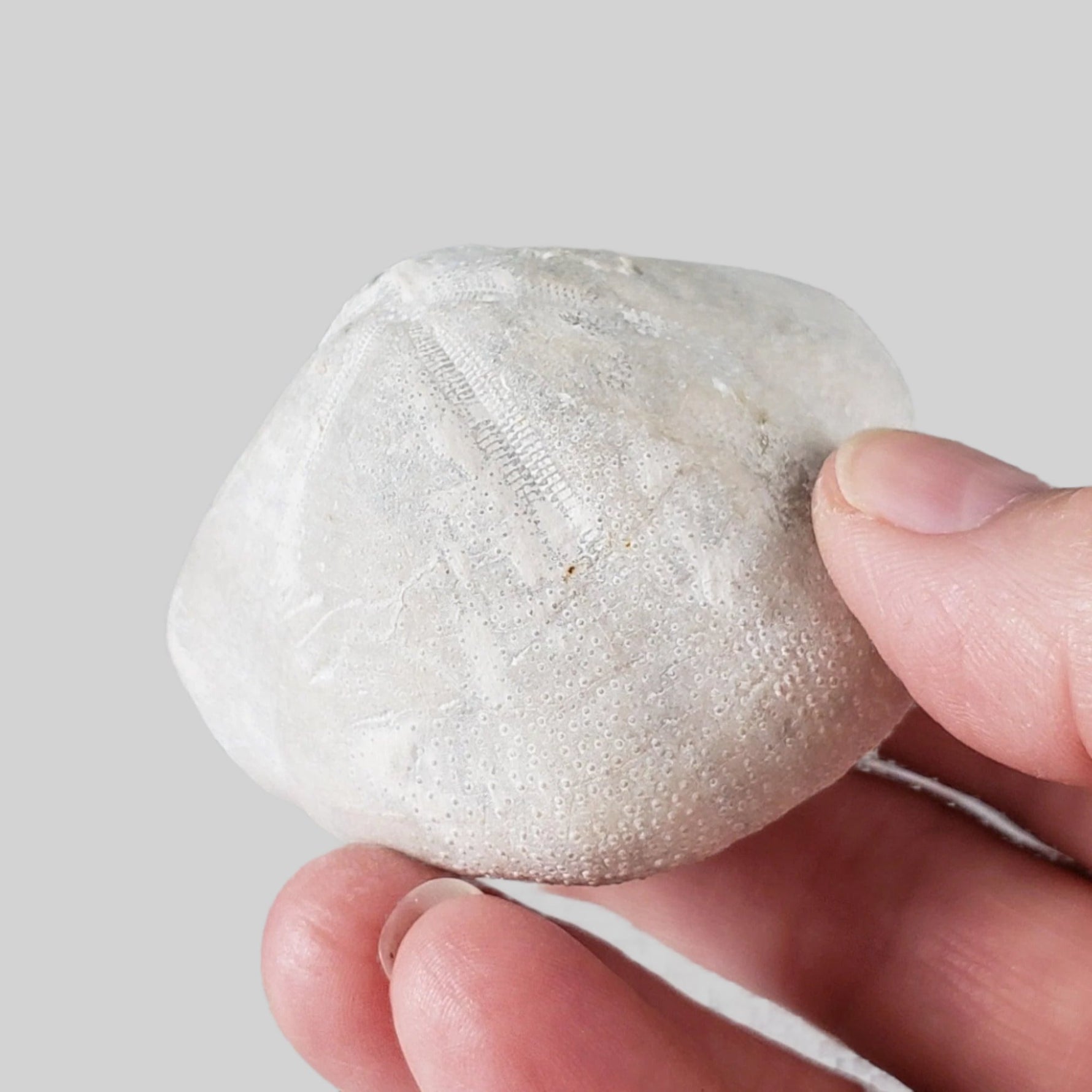  Micraster Echinoid Fossil | Natural Fossilized | Late Cretaceous Campanian | 147.5 gr | Rzezusnia, Poland 5