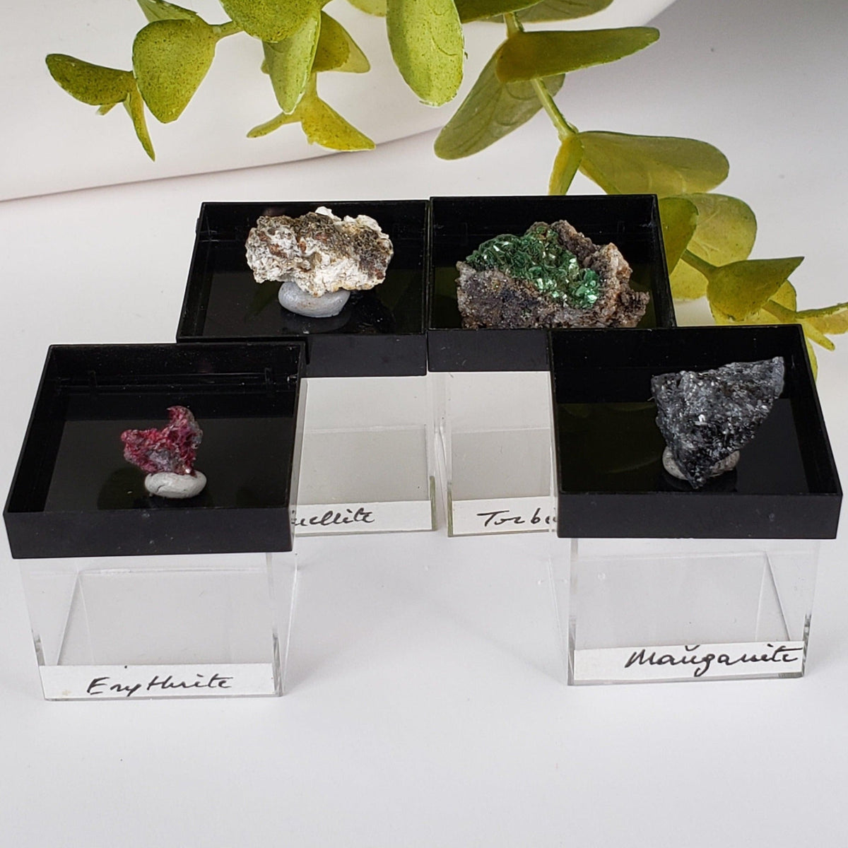  Mineral World Series Crystal Collection | Lot of 4 | Protective Display Box | Rare Premium Specimens | SO24 1