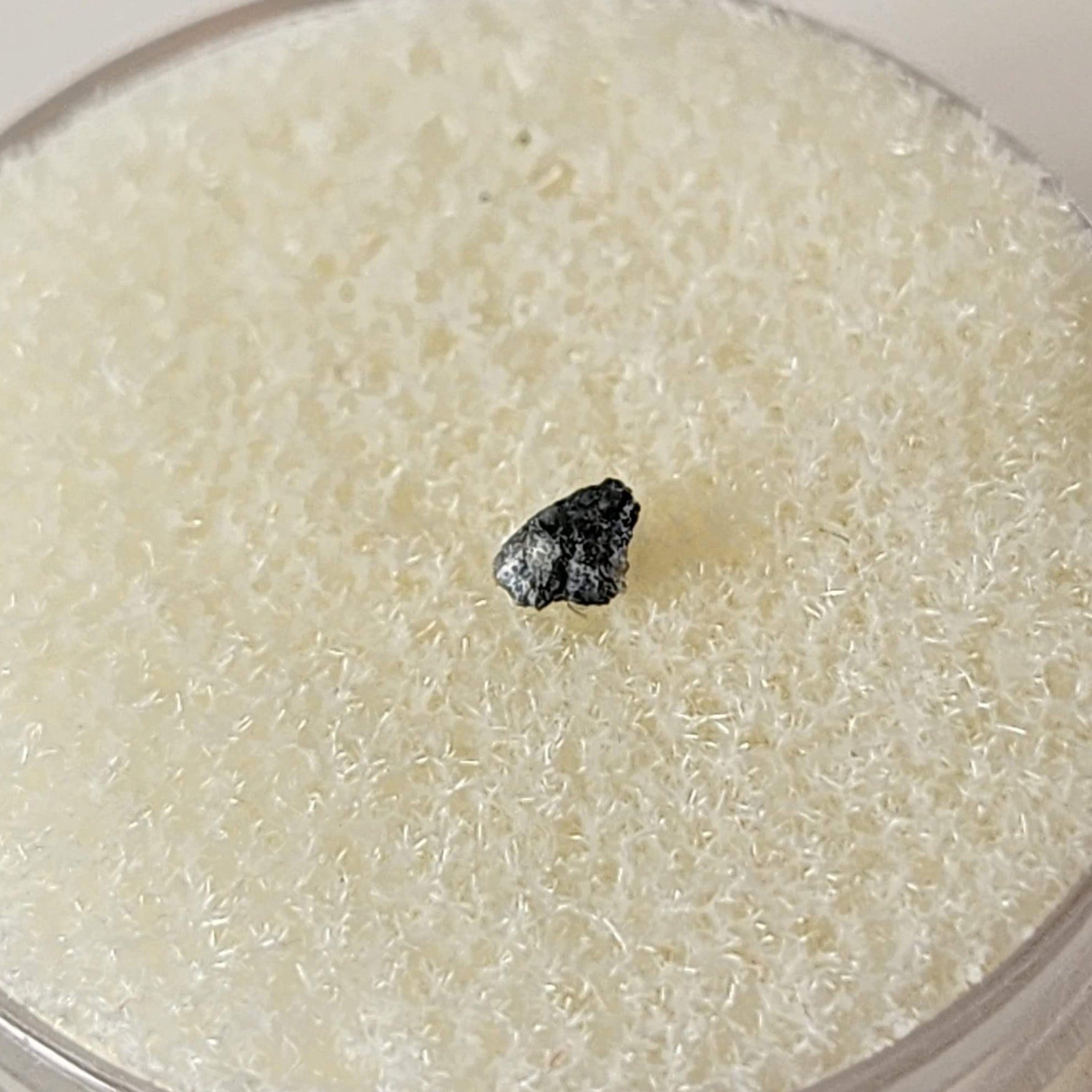  NEA 001 Meteorite | 0.010 Gr | Lunar Fragment | Anorthositic Regolith Breccia | Moon Low TKW | SO24 6