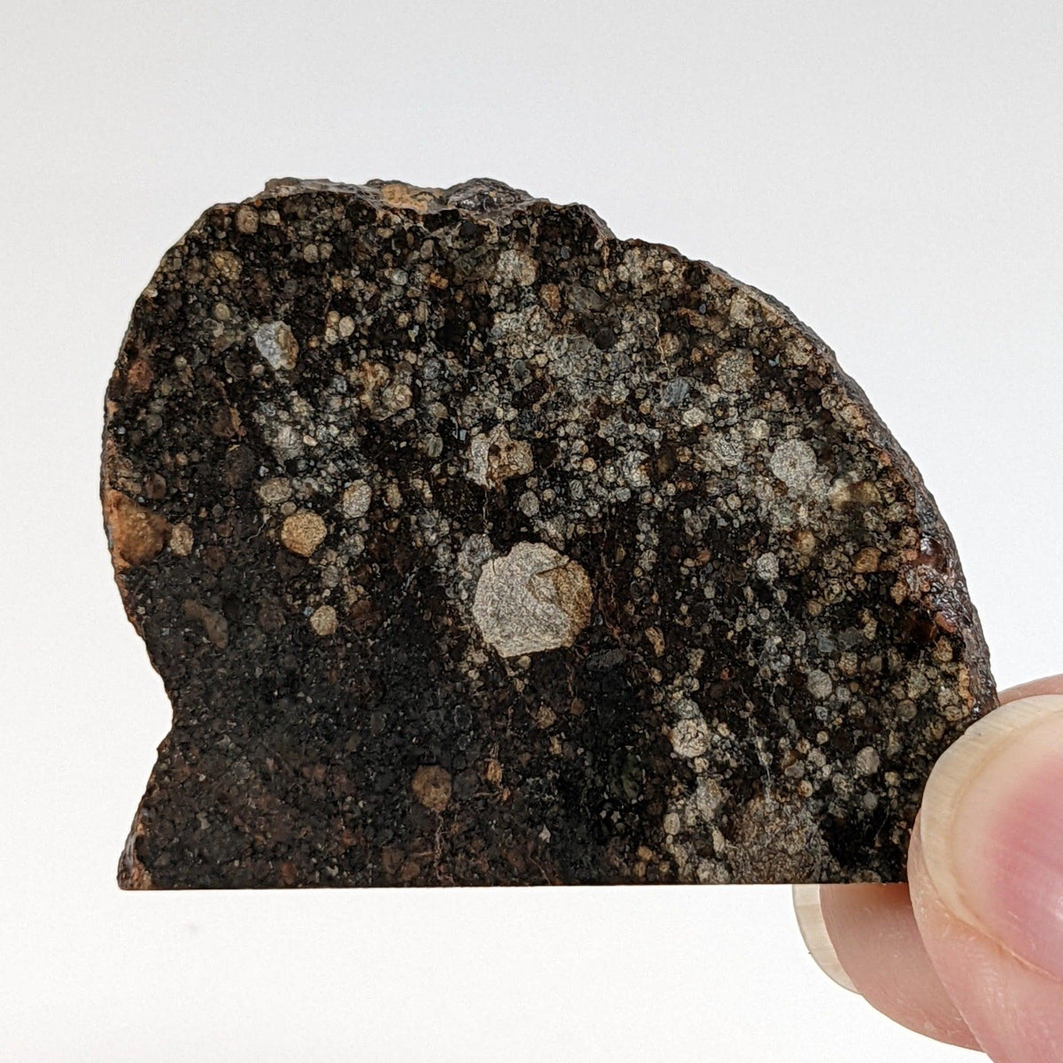  NWA 2384 Meteorite-in-a-Box | 15.6 Grams | Part Slice | LL4 Large Chondrules | Low TKW | Sahara Desert | SO24 9