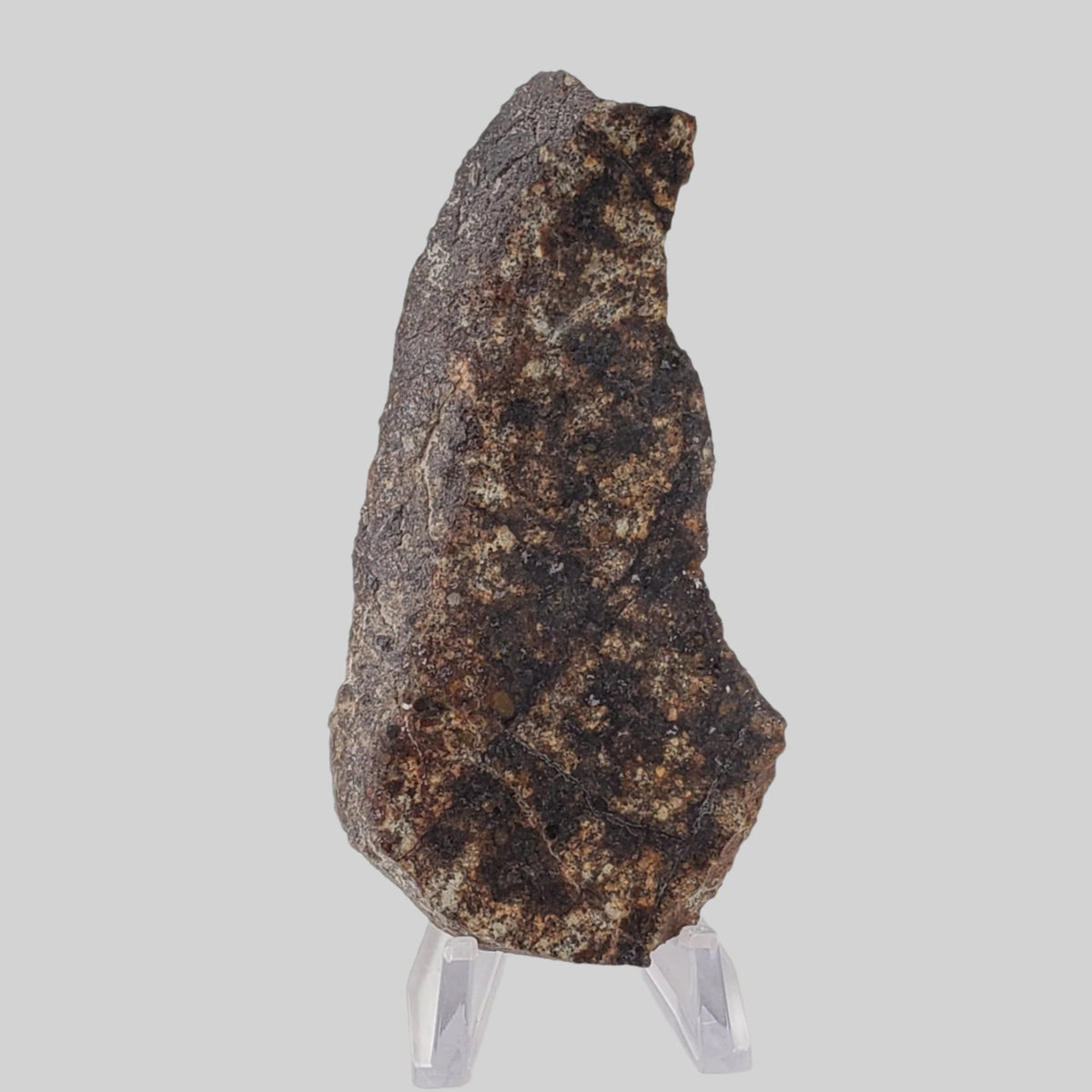  NWA 250 Meteorite | 55.70 Gr | Slice | L6 Chondrite | Sahara | SO24 3