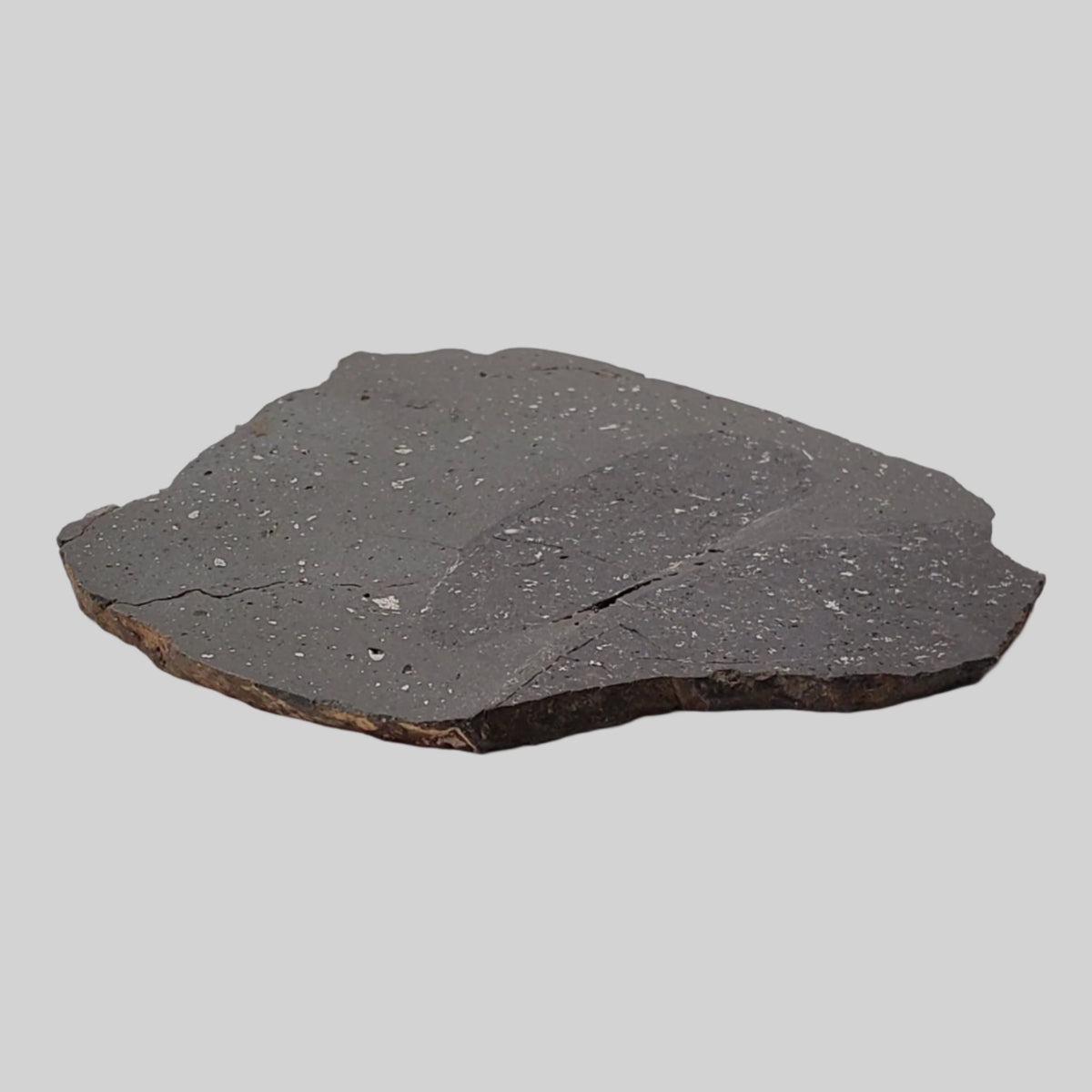  NWA 2902 Meteorite | 51.05 Gr Slice | Rare L-Melt Rock | Low TKW 6