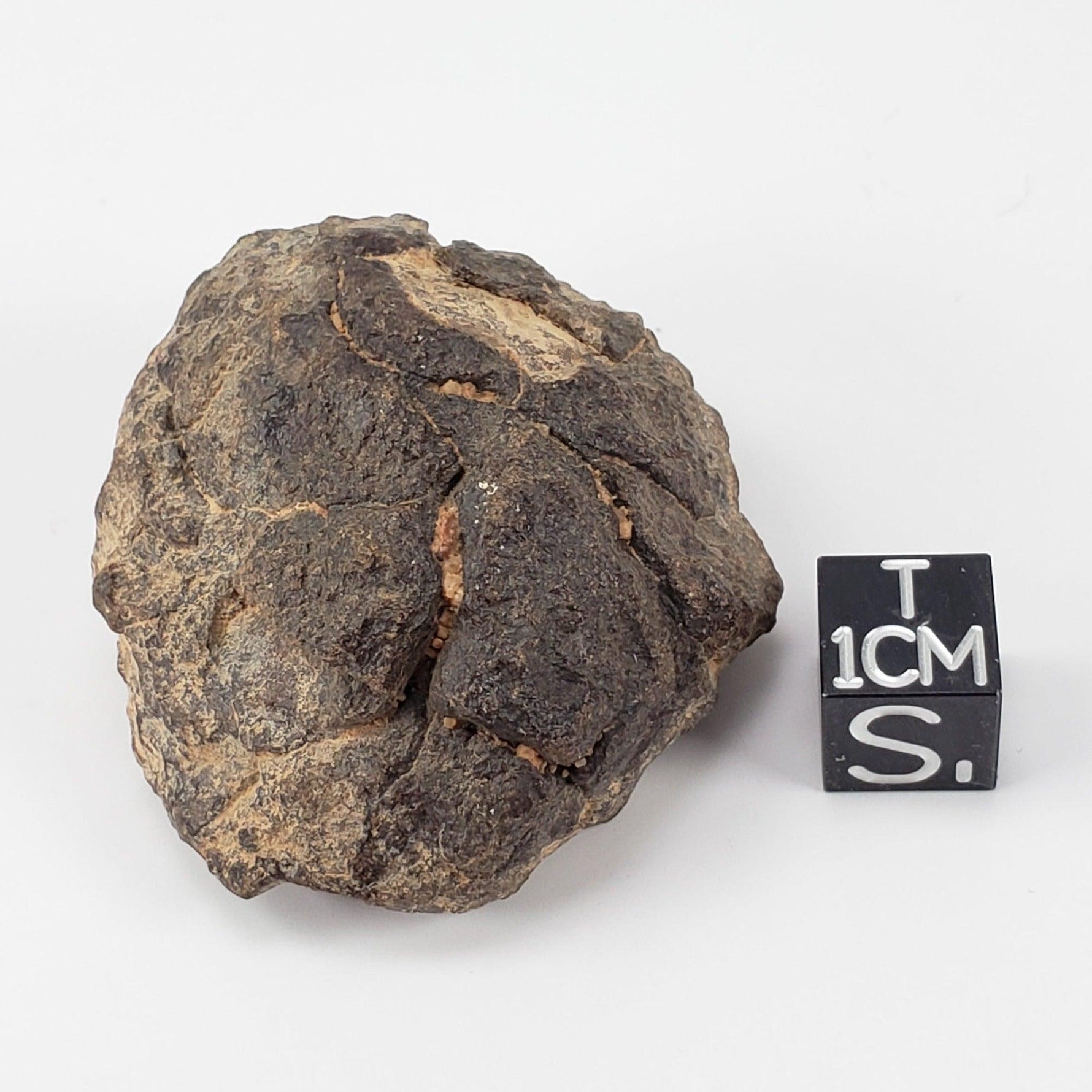  NWA 2965 Meteorite | 50.46 Grams | Individual | EL-Melt Rock | Fossil Paleomet 