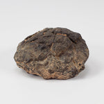  NWA 2965 Meteorite | 50.46 Grams | Individual | EL-Melt Rock | Fossil Paleomet 1