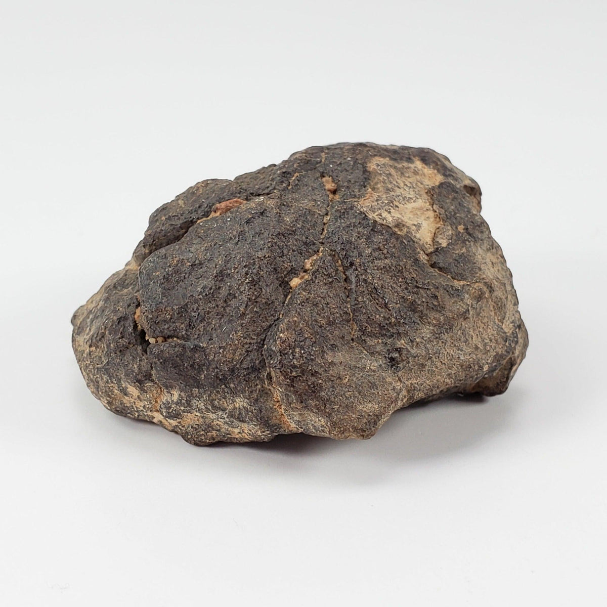  NWA 2965 Meteorite | 50.46 Grams | Individual | EL-Melt Rock | Fossil Paleomet 2