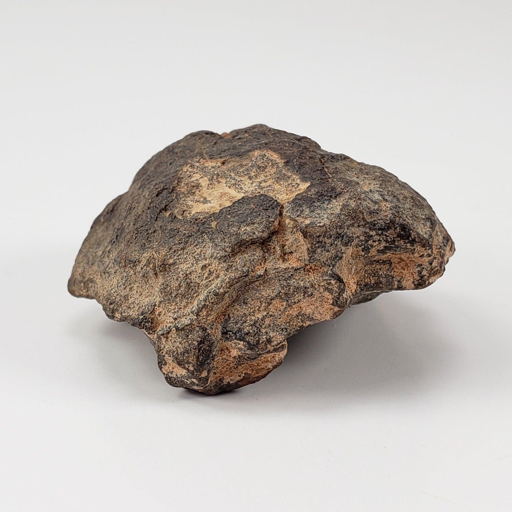  NWA 2965 Meteorite | 50.46 Grams | Individual | EL-Melt Rock | Fossil Paleomet 3