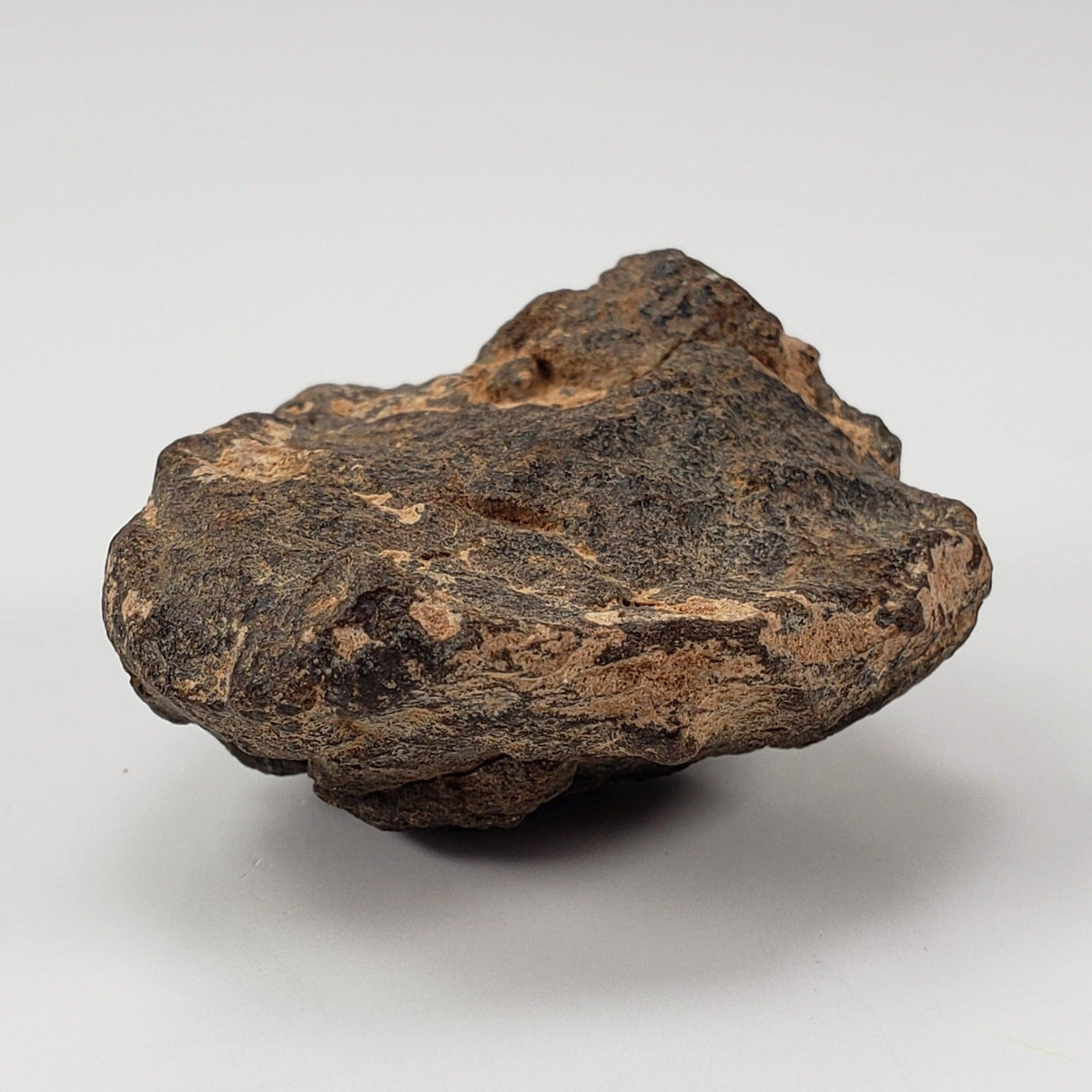  NWA 2965 Meteorite | 50.46 Grams | Individual | EL-Melt Rock | Fossil Paleomet 4
