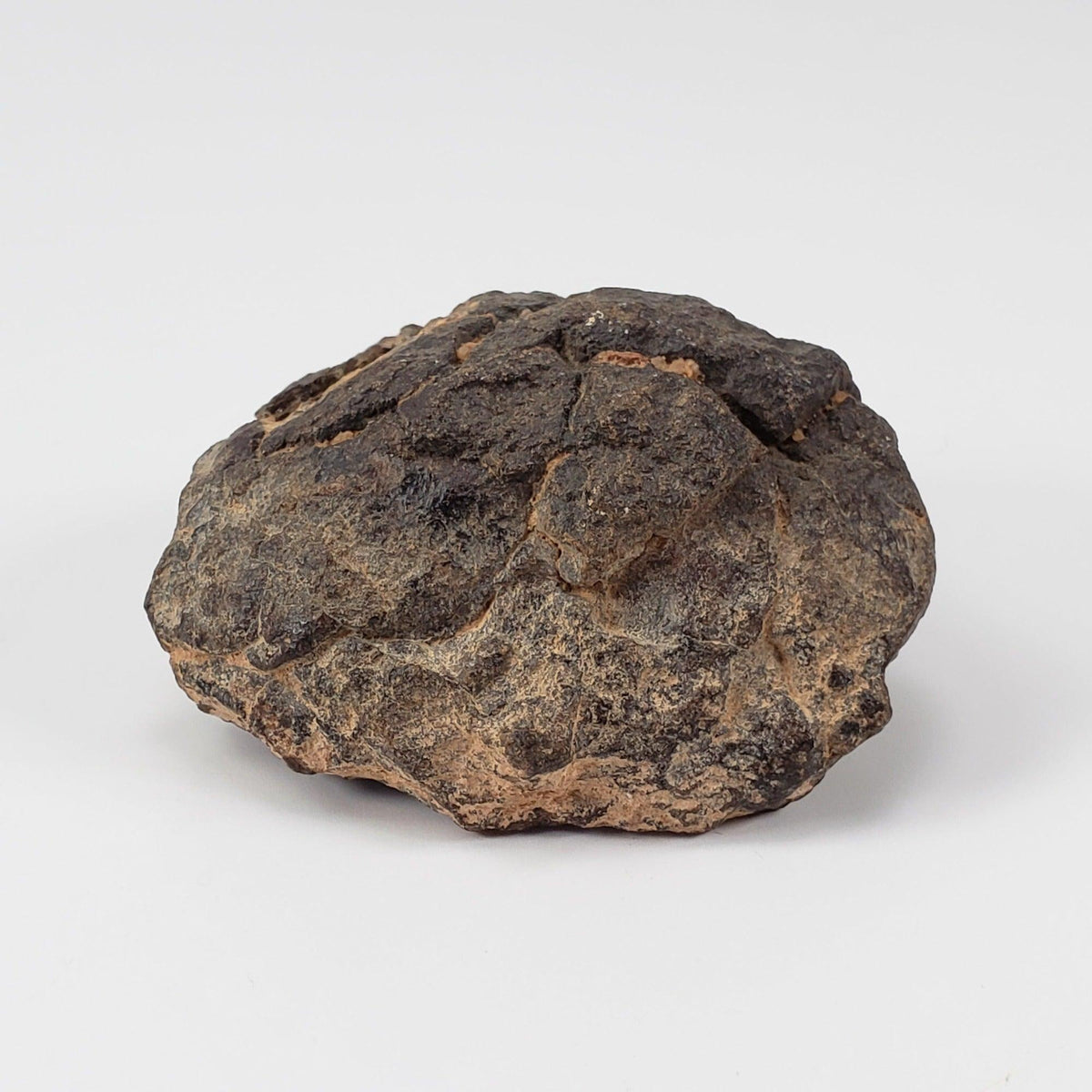  NWA 2965 Meteorite | 50.46 Grams | Individual | EL-Melt Rock | Fossil Paleomet 1