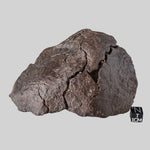  NWA 4528 Meteorite | 727 Gr | Individual Fragment | H5 Chondrite | Sahara Desert 