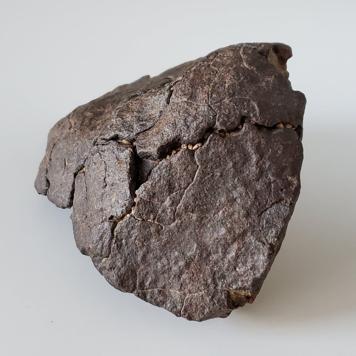  NWA 4528 Meteorite | 727 Gr | Individual Fragment | H5 Chondrite | Sahara Desert 3