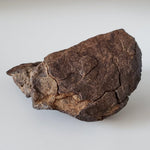  NWA 4528 Meteorite | 727 Gr | Individual Fragment | H5 Chondrite | Sahara Desert 4