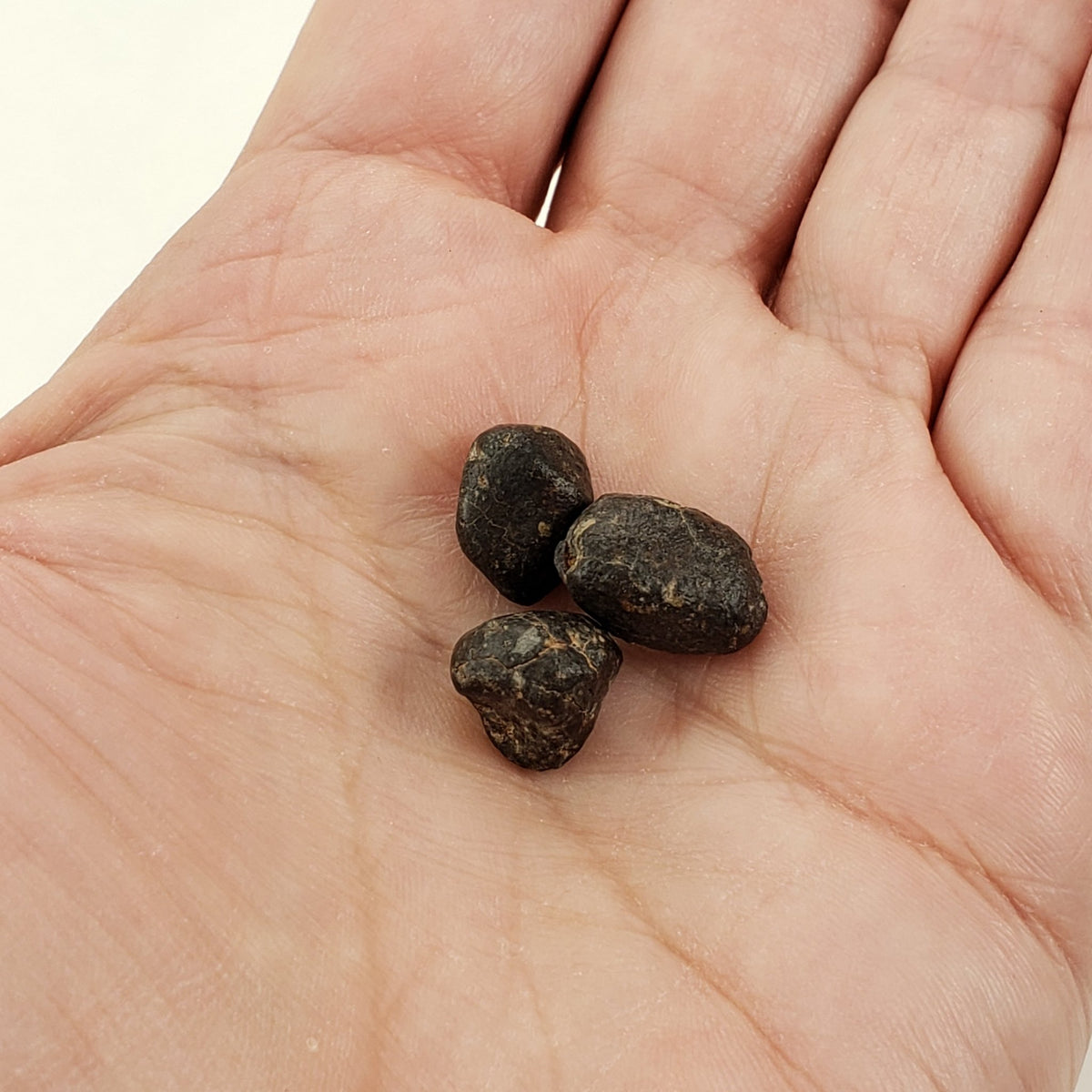  NWA 869 Meteorite | 3 Piece Lot | 5.42 Gr | Individual | L3-6 Chondrite | Crusted Specimen | SO24 9