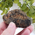  Natural Hornblende | Raw Crystal | 264.4 grams | Tory Hill, Ontario Canada | SO24 3