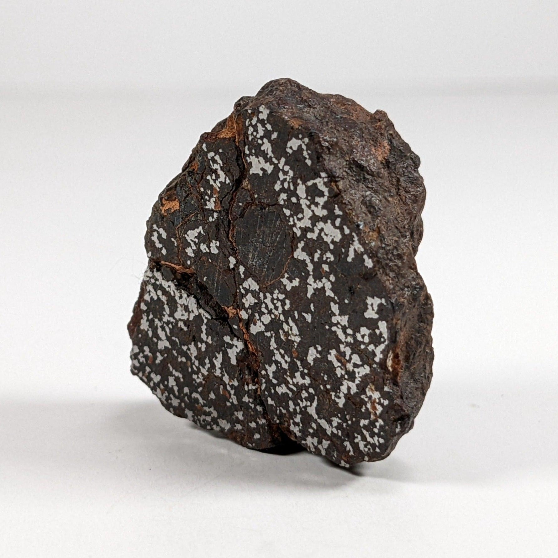  Northwest Africa Meteorite | 38.5 Gr | End Cut | Stony Iron Mesosiderite | Morocco SO24 2