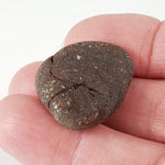 Northwest Africa NWA Meteorite | 13.6 Grams | Individual | Tumbled Meteorite | Sahara 9