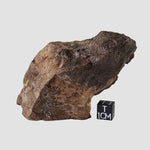  Northwest Africa NWA Meteorite | 295.67 Grams | Individual | Sahara 