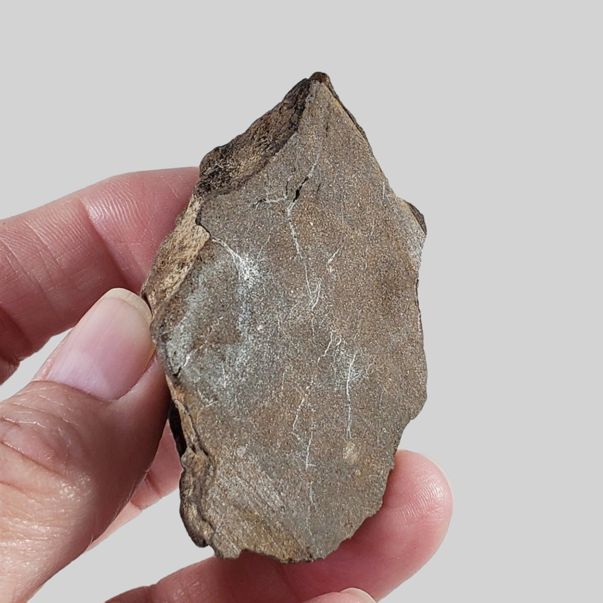  Northwest Africa NWA Meteorite | 95 Grams | End Cut | Sahara 1