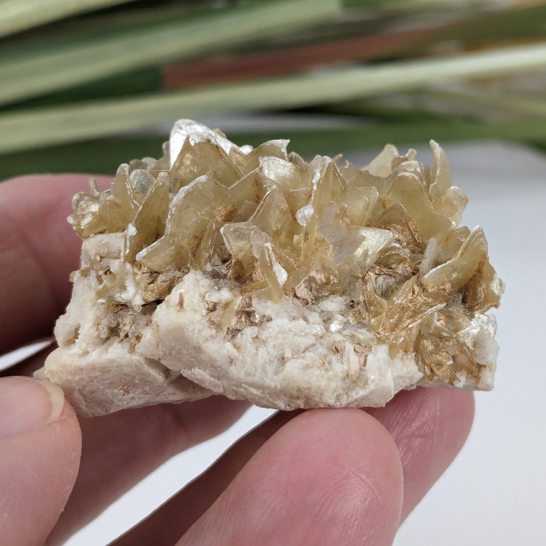  Star Mica Metamorphic Rock with Quartz | 43.2g | Muscovite | Brazil 