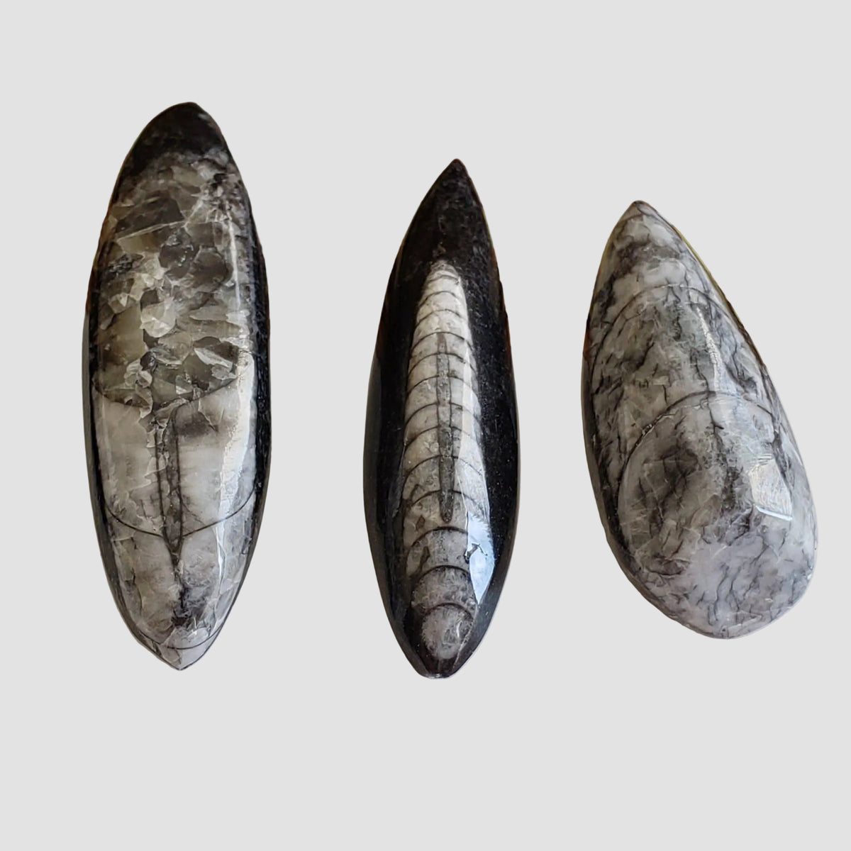  Polished Orthoceras Fossils (Cephalopod) | Cabochon | Morocco 2