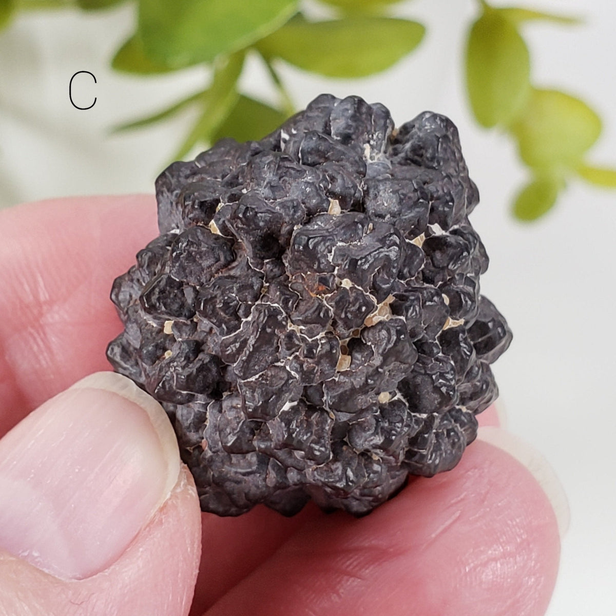  Pseudomorph Goethite After Marcasite | Prophecy Stone | 31 gr | Farafra Oasis, Egypt | SO24 5