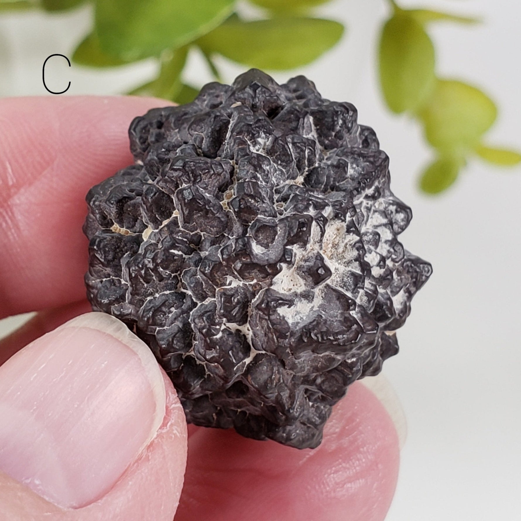  Pseudomorph Goethite After Marcasite | Prophecy Stone | 31 gr | Farafra Oasis, Egypt | SO24 6