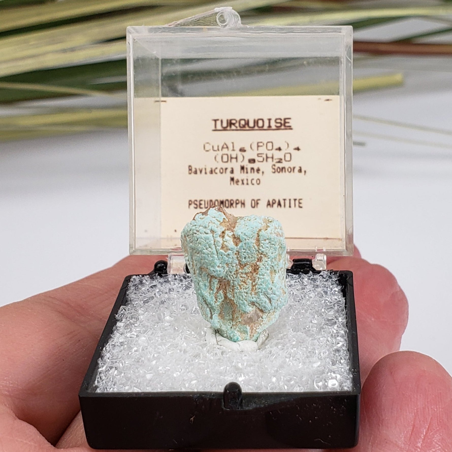  Pseudomorph Turquoise After Apatite | Perky Box Thumbnail Specimen | Sonora, Mexico 6