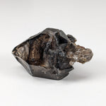  Scepter Smoky Quartz Crystal | 36mm 14gr | Mont St-Hilaire, Quebec, Canada 