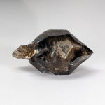  Scepter Smoky Quartz Crystal | 36mm 14gr | Mont St-Hilaire, Quebec, Canada 3