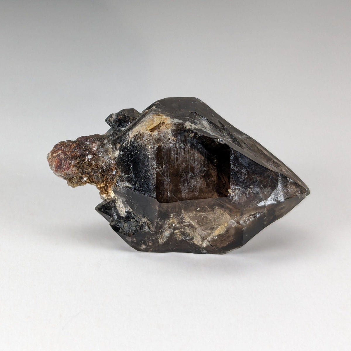  Scepter Smoky Quartz Crystal | 36mm 14gr | Mont St-Hilaire, Quebec, Canada 4