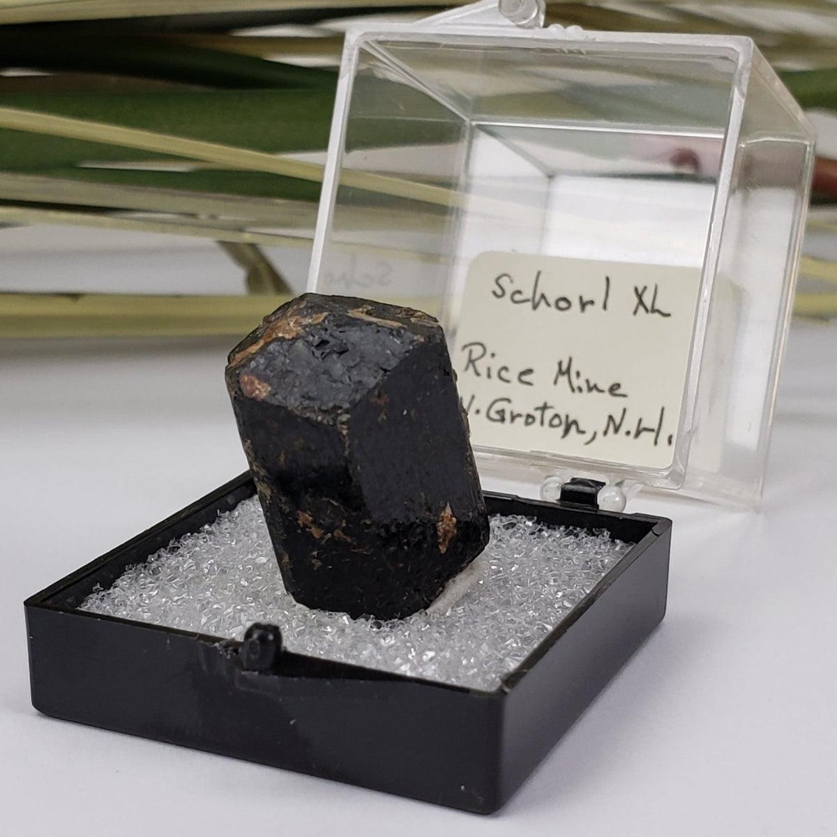  Schorl Tourmaline Crystal | Perky Box Thumbnail Specimen | N. Groton, New Hampshire 6