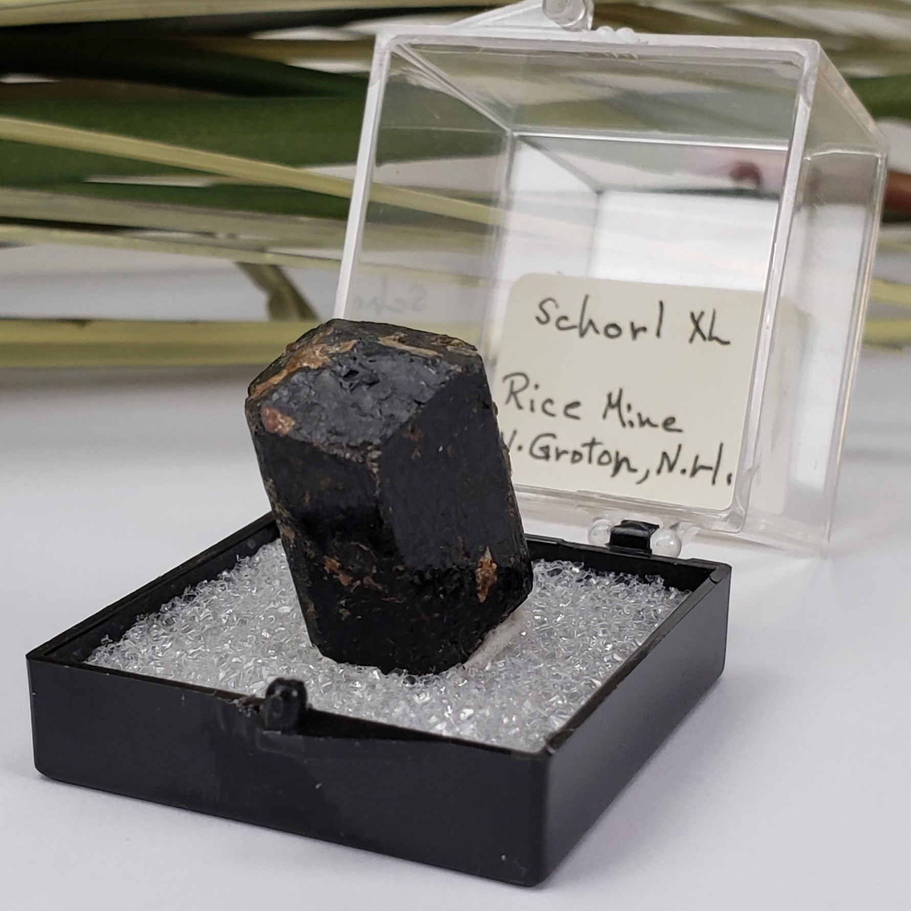  Schorl Tourmaline Crystal | Perky Box Thumbnail Specimen | N. Groton, New Hampshire 6
