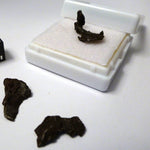 A - Sikhote Alin Iron Meteorite Starter Micro Display 1