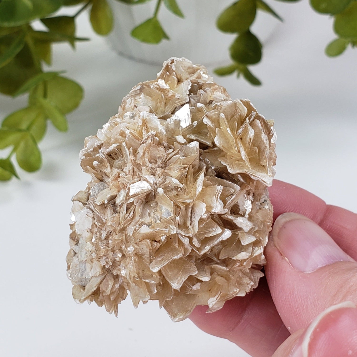  Star Mica Metamorphic Rock with Quartz | 71.3g | Muscovite | Brazil | SO24 