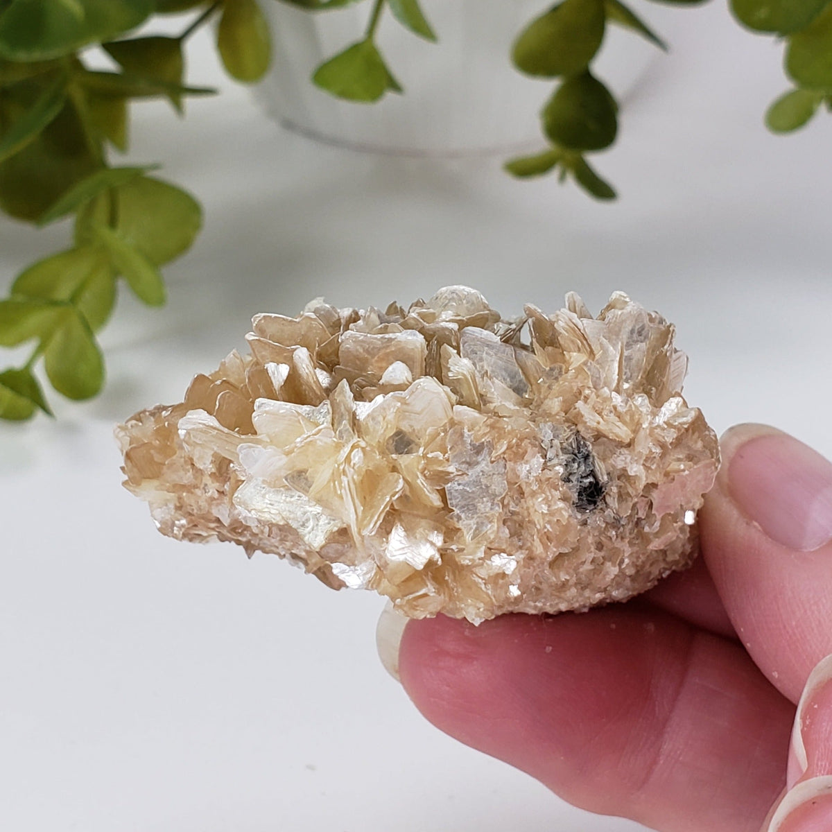  Star Mica Metamorphic Rock with Quartz | 71.3g | Muscovite | Brazil | SO24 2