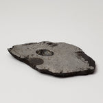  Toluca Meteorite | 65.3 grams | Etched Slice | Iron IAB-sLL | Xiquipilco, Mexico | SO24 7