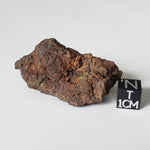  Vaca Muerta Meteorite | 42.68 Grams | Individual | Mesosiderite A1 | Chile | SO24 1