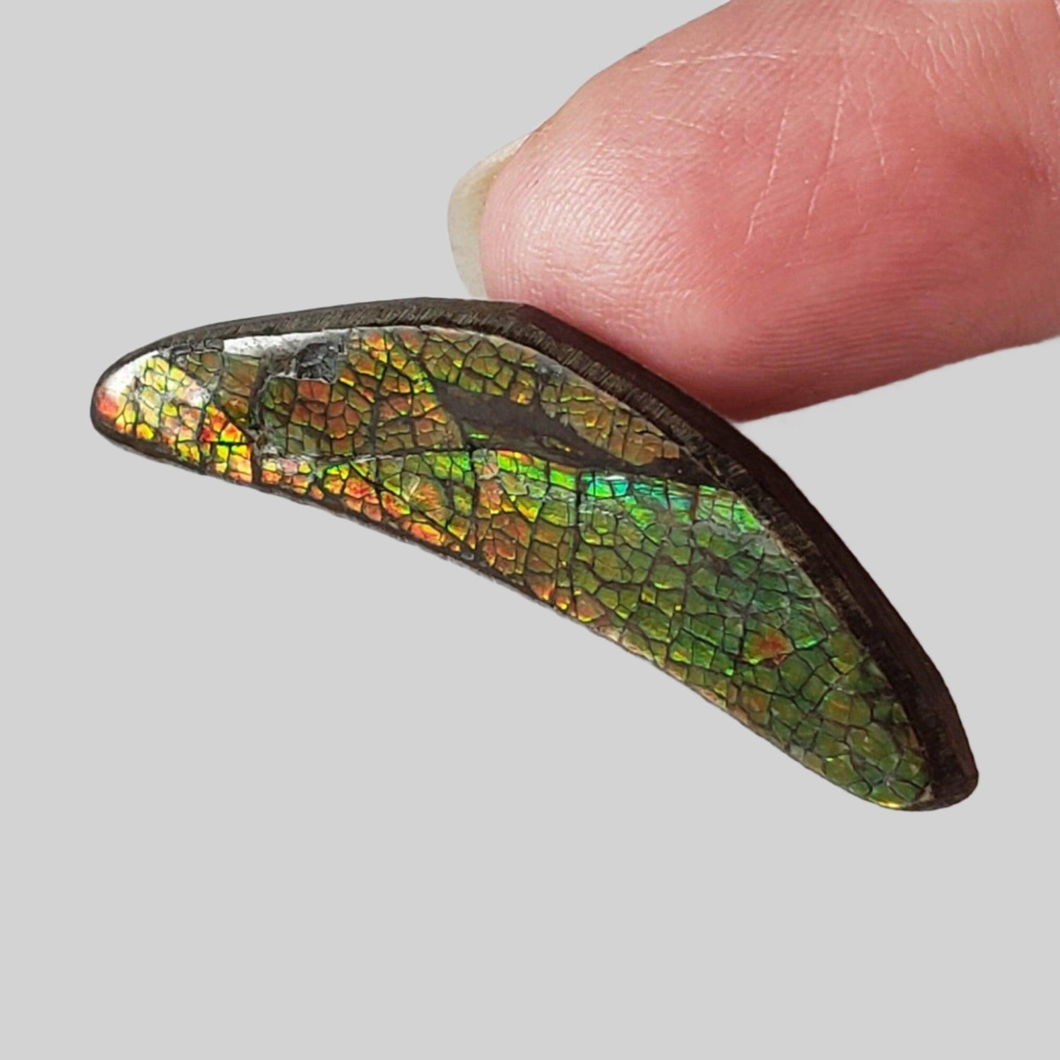  Ammolite Gem Ammonite Fancy Cabochon 20.2ct from Canada 