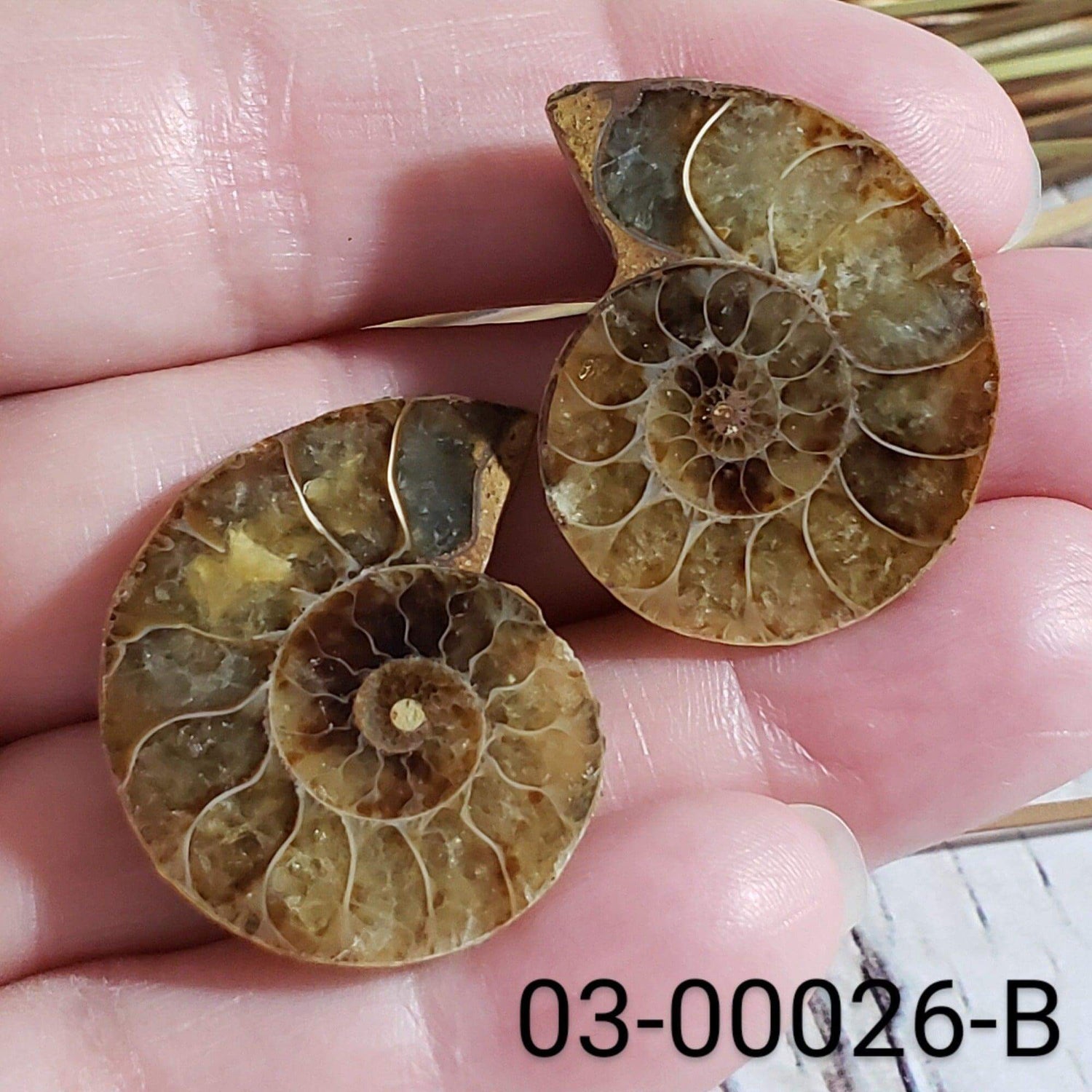 Ammonite Fossil | 32-34 mm | Superb Polished | Premium Matching Halves