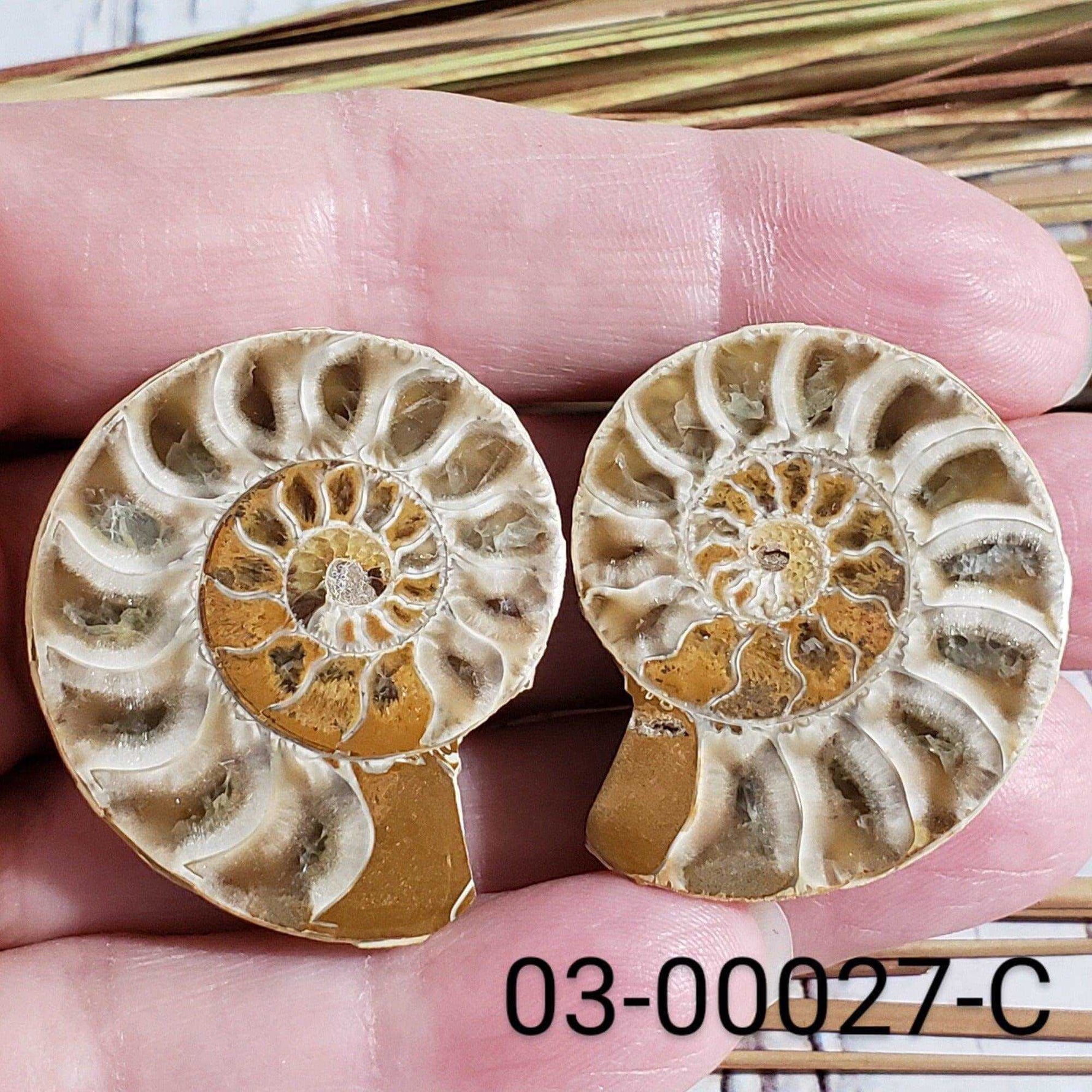 Ammonite Fossil (35 mm) Superb Polished Matching Halves | Canagem.com
